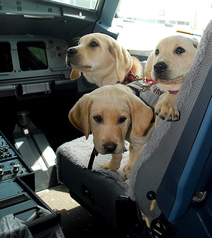 transportation of animals on an airplane